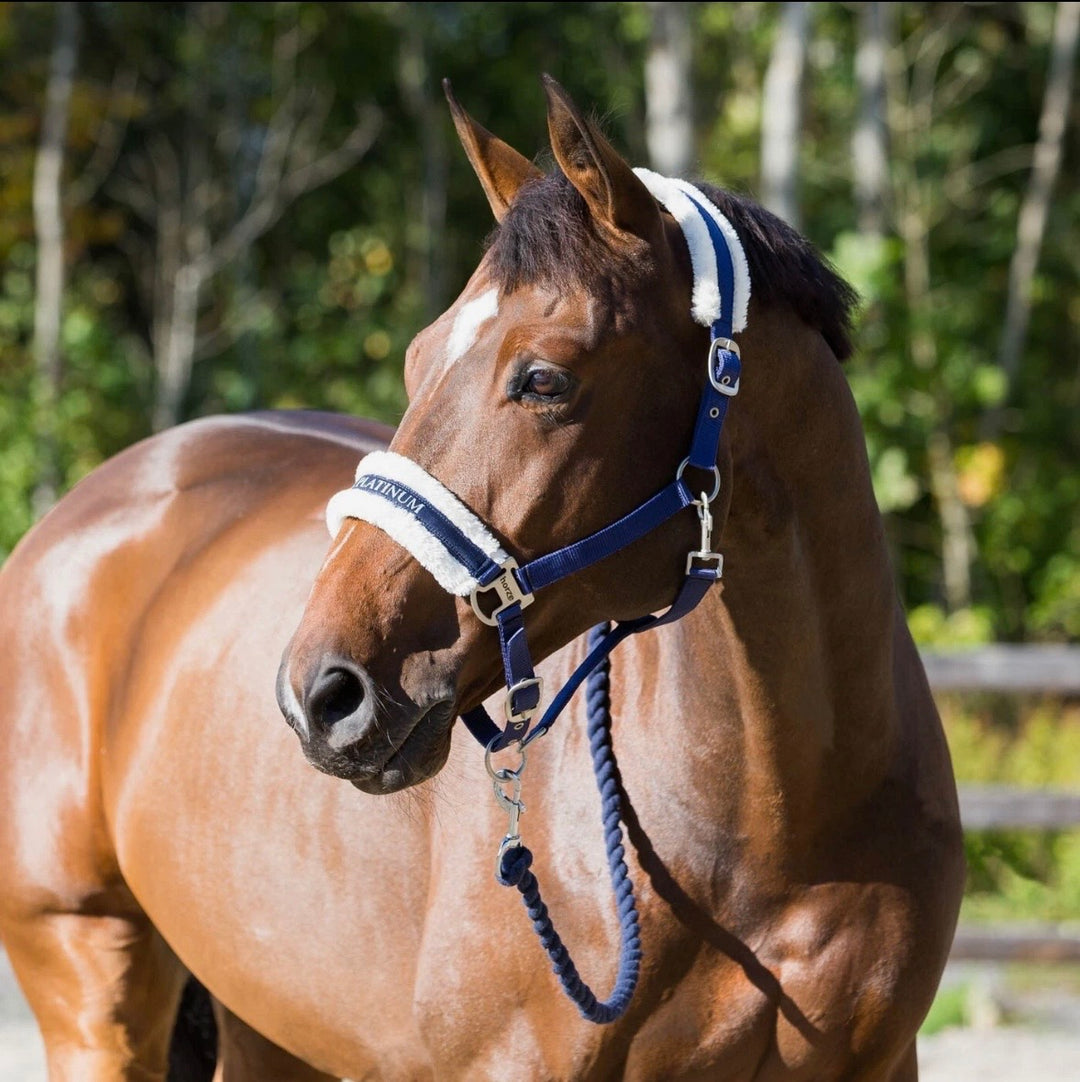 Horze Howard Quality Headcollar and Lead Rope - Purple/Cream or Blue/Cream