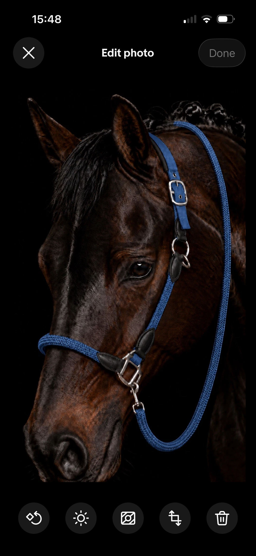 Carlotta Headcollar & Lead Set by HKM - New Colours For Autumn/Winter 2026 - Pink, Petrol & Royal Blue