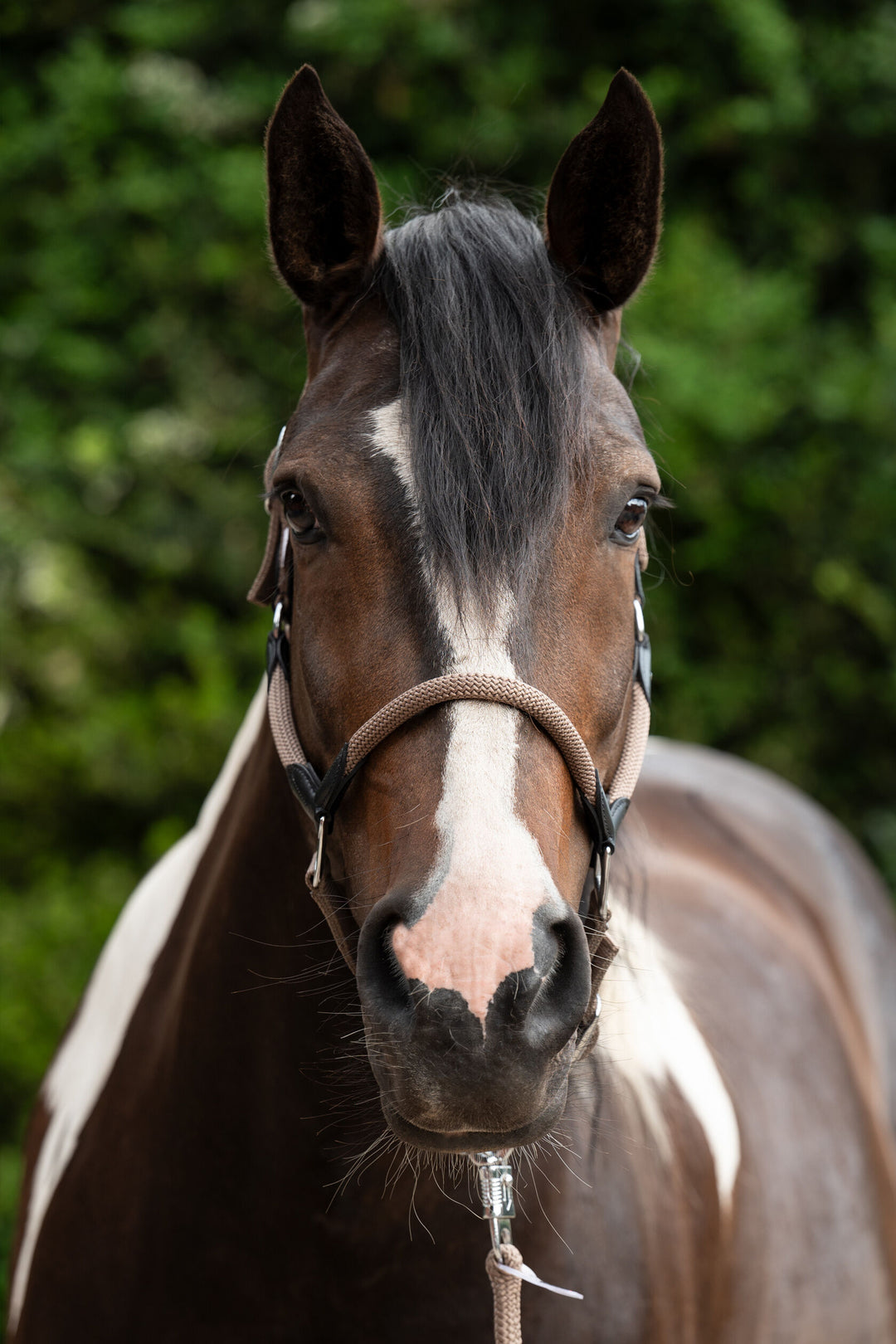 Gorgeous  Carlotta Headcollar & Lead Set by HKM - Very Popular