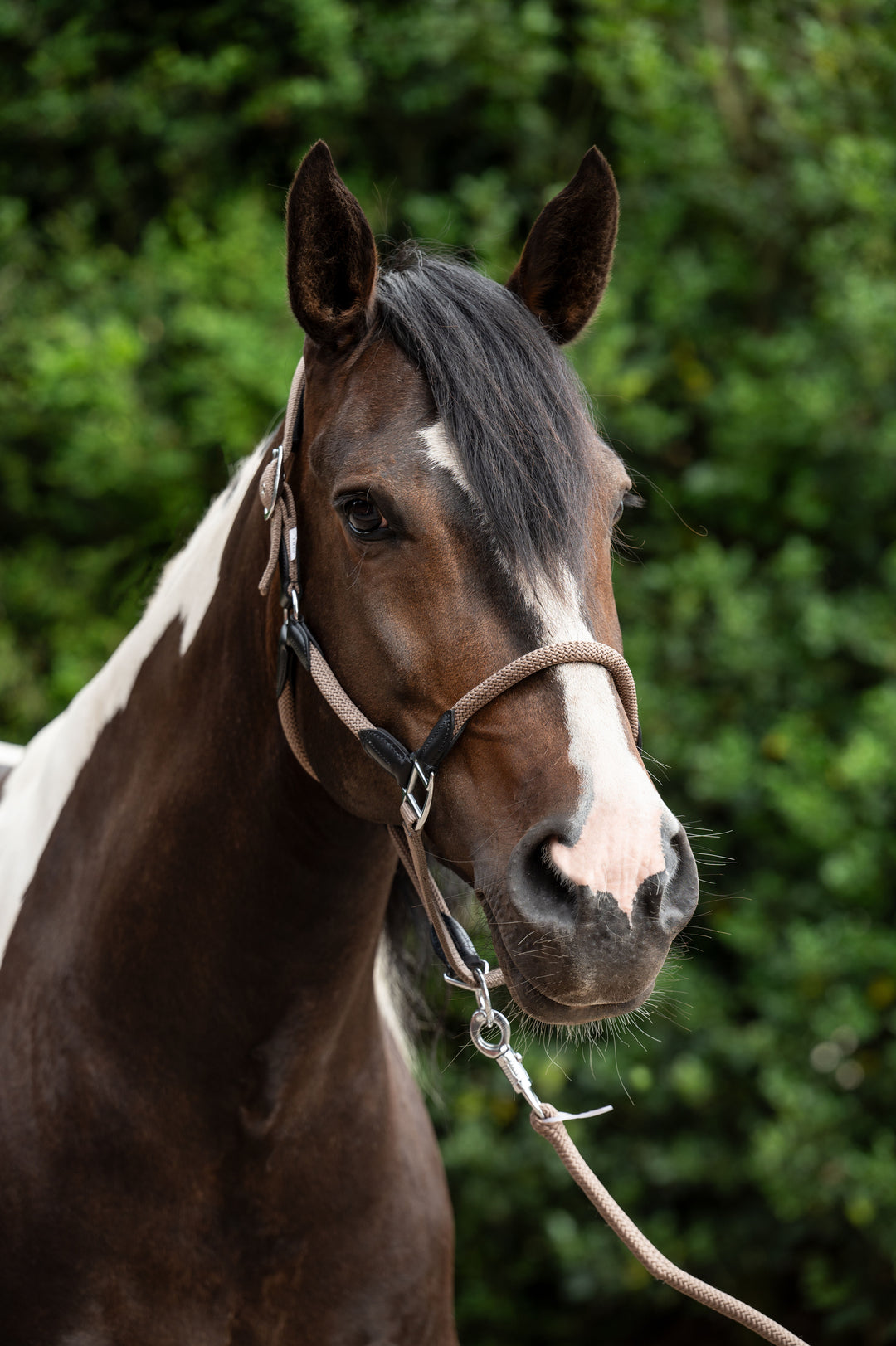 Gorgeous  Carlotta Headcollar & Lead Set by HKM - Very Popular