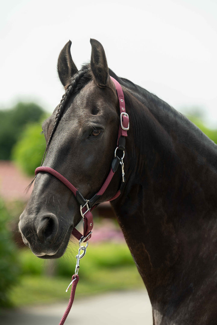 Gorgeous  Carlotta Headcollar & Lead Set by HKM - Very Popular